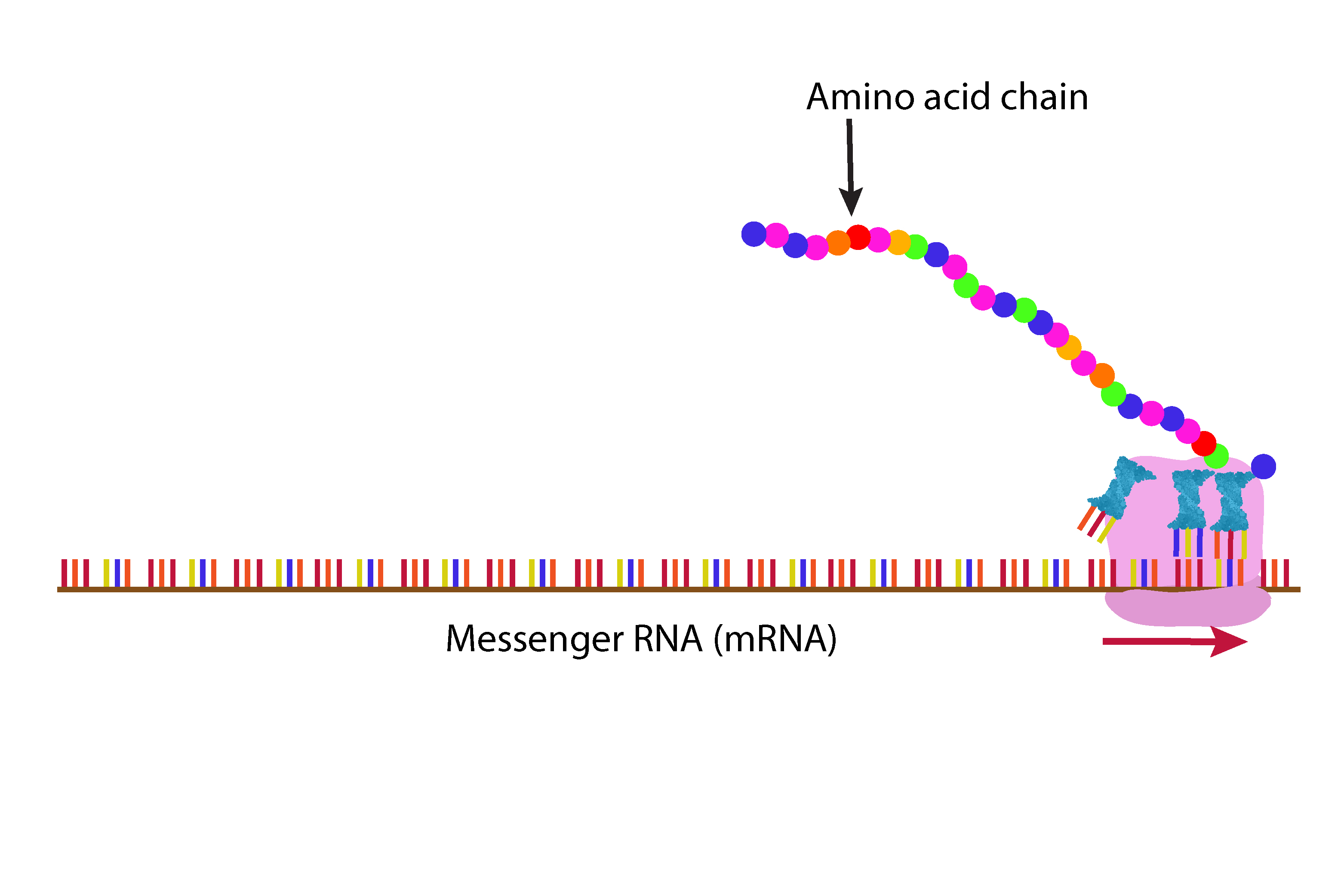 As the ribosome nears the end of the mRNA it has made a long chain of protein in this case haemoglobin